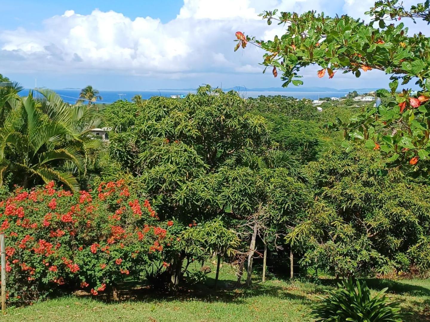 Rooster Run Glamping Camping Has Rooftop And Off The Ground Glamping Experience For 1 To 16 In A Single Tent And Views Of The Rain Forrest And To Culebra Across The Atlantic Ocean W Tents, Linens, Deluxe Air Beds, Warm Shower And More At A Great Pric Вьекес Экстерьер фото